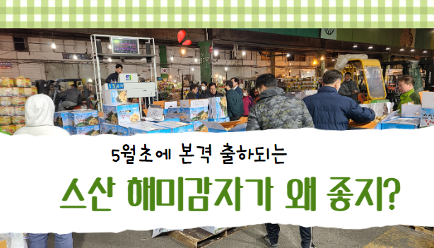  스산 해미감자가 좋은 이유? 알려드릴께유~