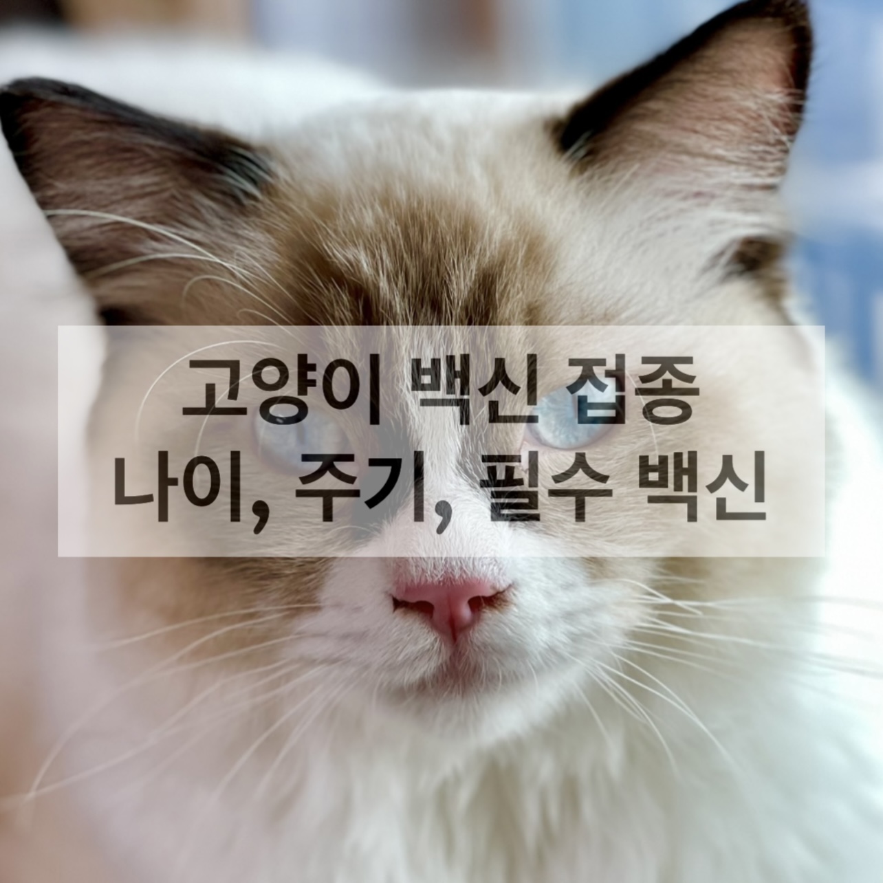 쿤집사네-랙돌-고양이-마루