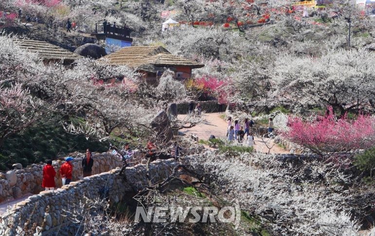 매화축제