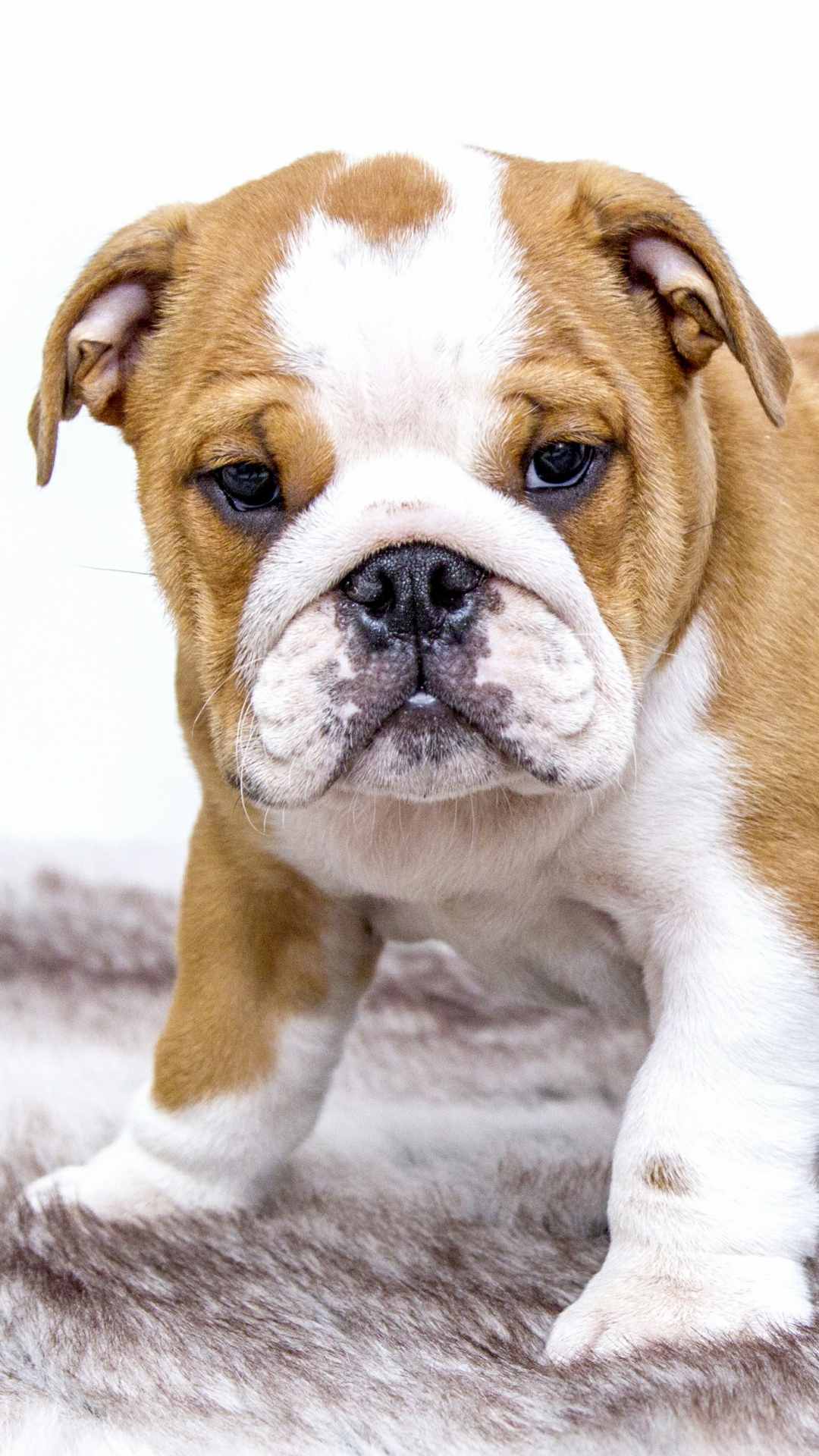 Dog Animal Photo iPhone Wallpaper