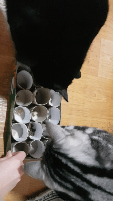 원통 휴지심 안에 놓은 간식을 손으로 빼고있는 고양이