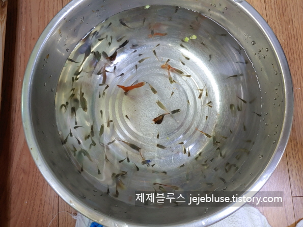 물고기-치료준비