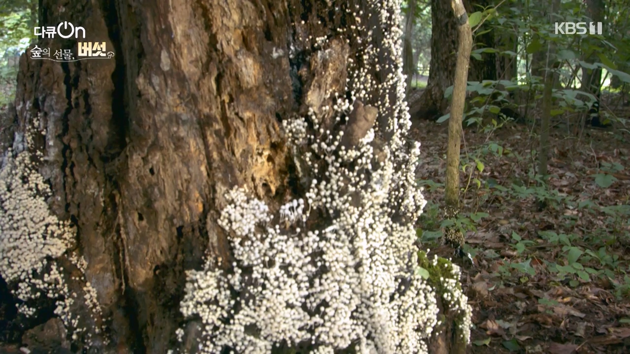 다큐 온.E227.231120p-NEXT.mp4_20231121_203655.307.jpg