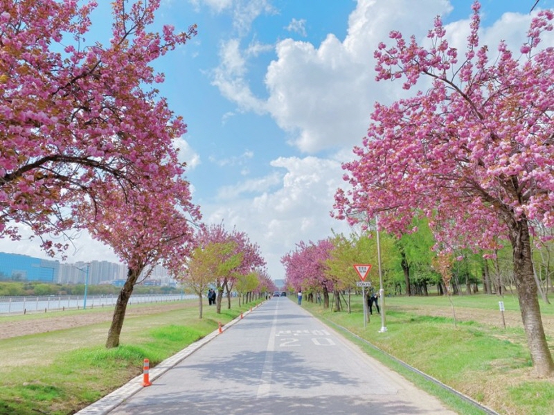 하남-미사경정공원-겹벚꽃
