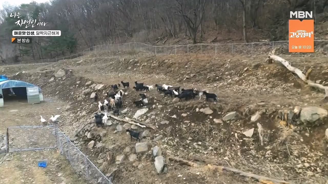 나는 자연인이다.E585.231221p-NEXT.mp4_20231221_200828.235.jpg