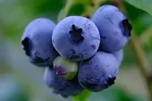 블루베리