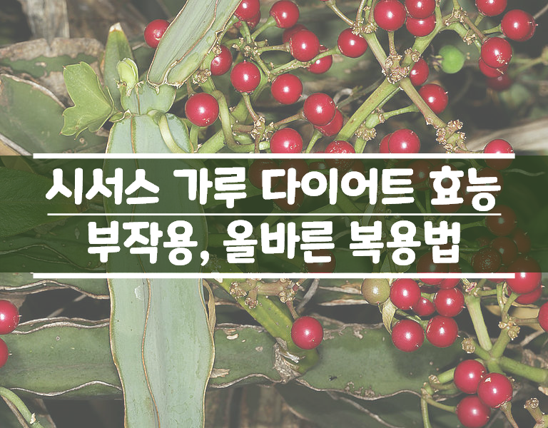  시서스 가루 효능 다이어트 부작용, 단점 그리고 올바른 복용법