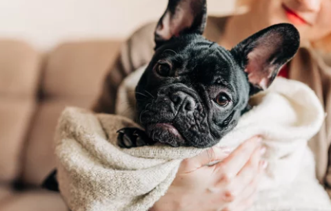 프렌치 불독/출처: Adobe Stock