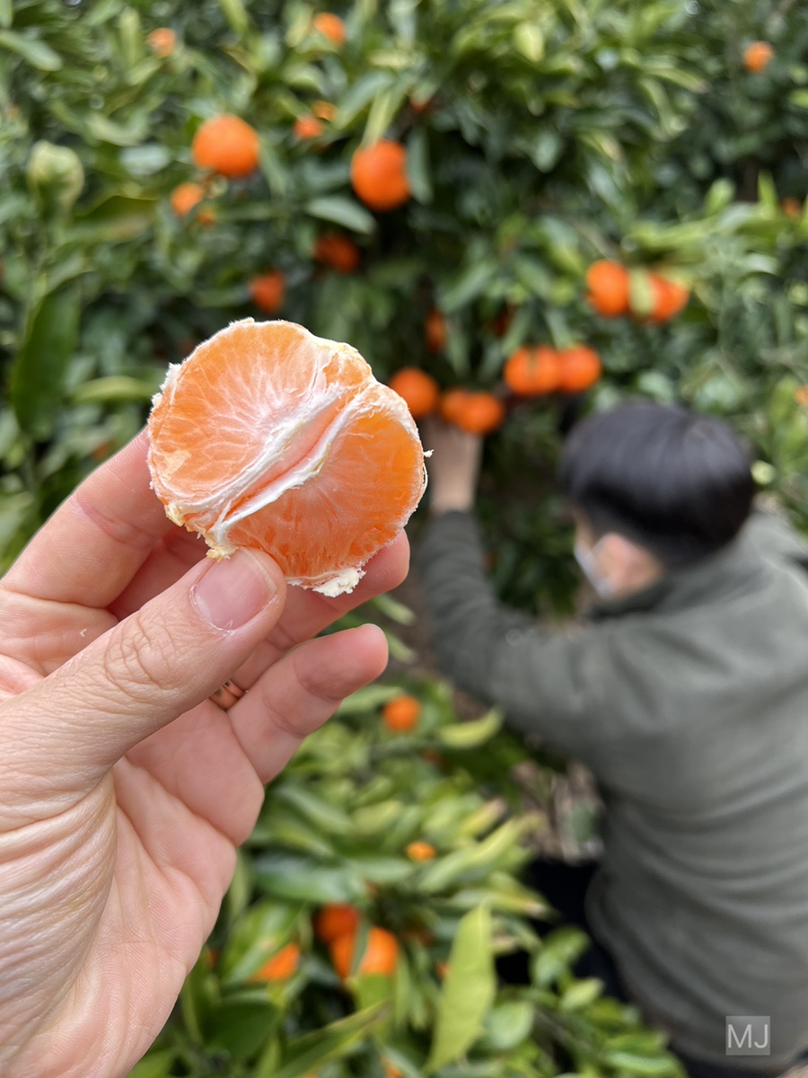 어린왕자 체험 in 감귤밭 카페 8