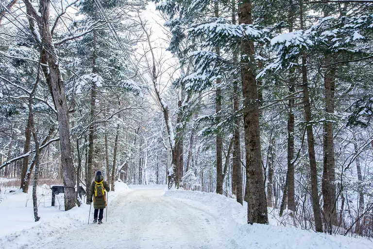 도깨비 쵤영지로 유명한 원정사 전나무숲길에 눈이내린 겨울의 전경