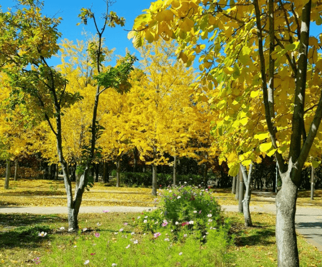 서울숲-노란단풍