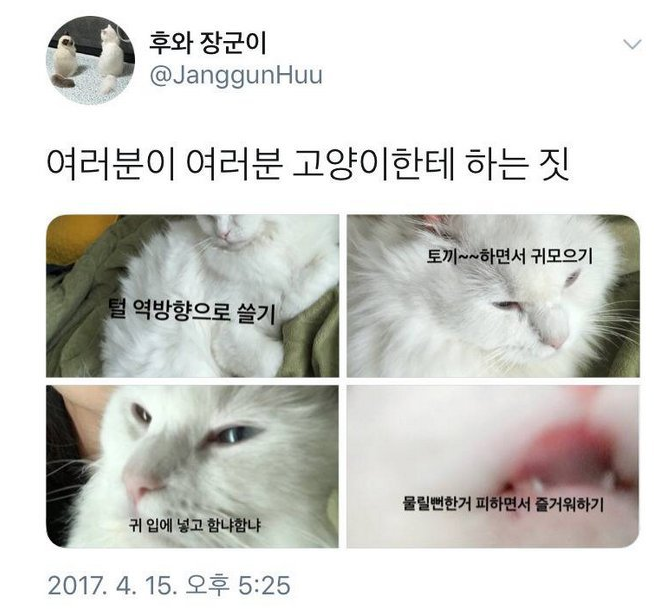  여러분이 고양이에게 하는 짓.twt