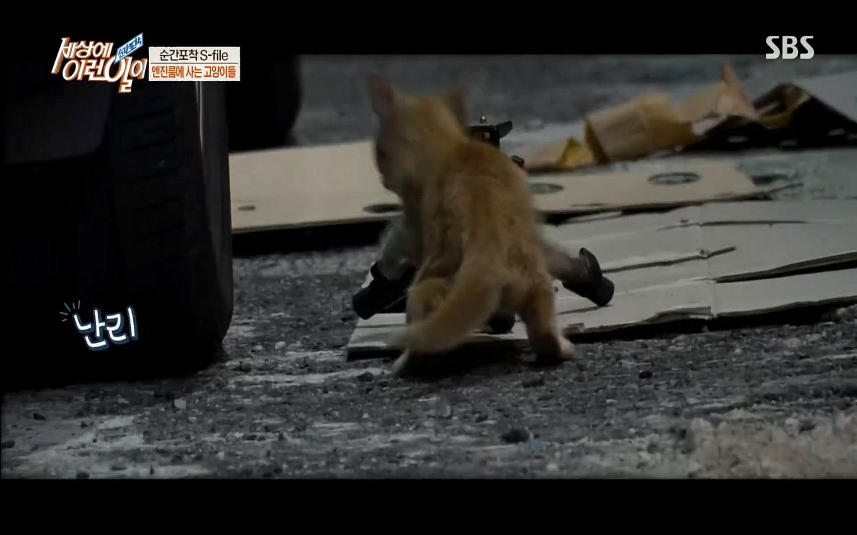 순간포착 세상에 이런일이.E1186.220628p.H264-F1RST.mp4_20220629_201020.901.jpg