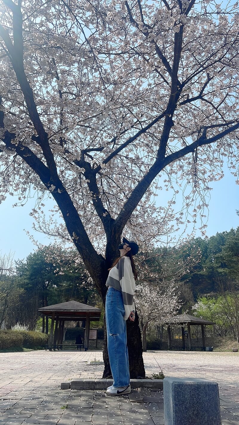 휴게소에서_잠시_휴식을하며_쉬어가는길에도_벚꽃이_이쁘게_피었다