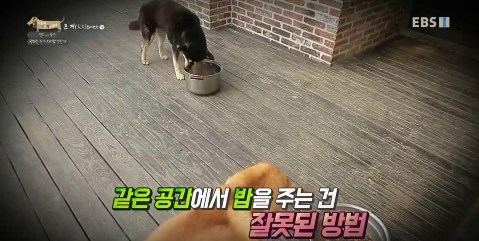 풍산개의치열한 혈투와 전쟁 - EBS 세상에 나쁜 개는 18