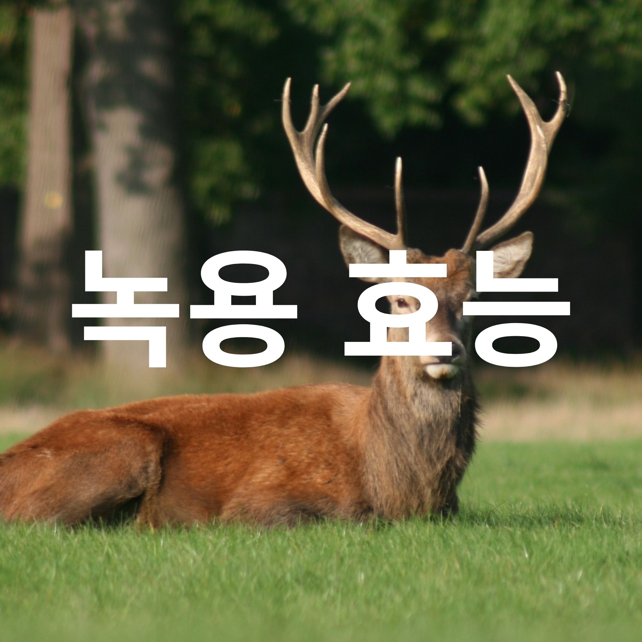  녹용 효능과 사슴 뿔의 놀라운 사실