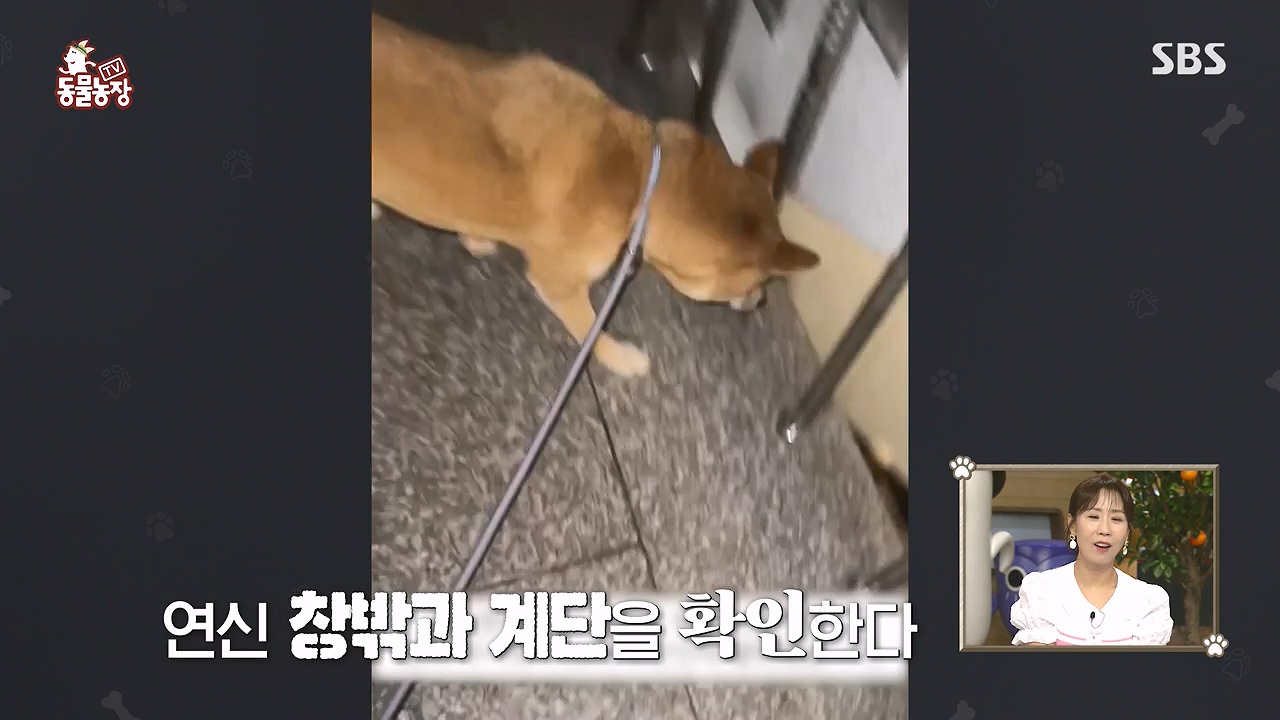 TV 동물농장.E1181.240722p-NEXT.mp4_20240721_165534.717.jpg