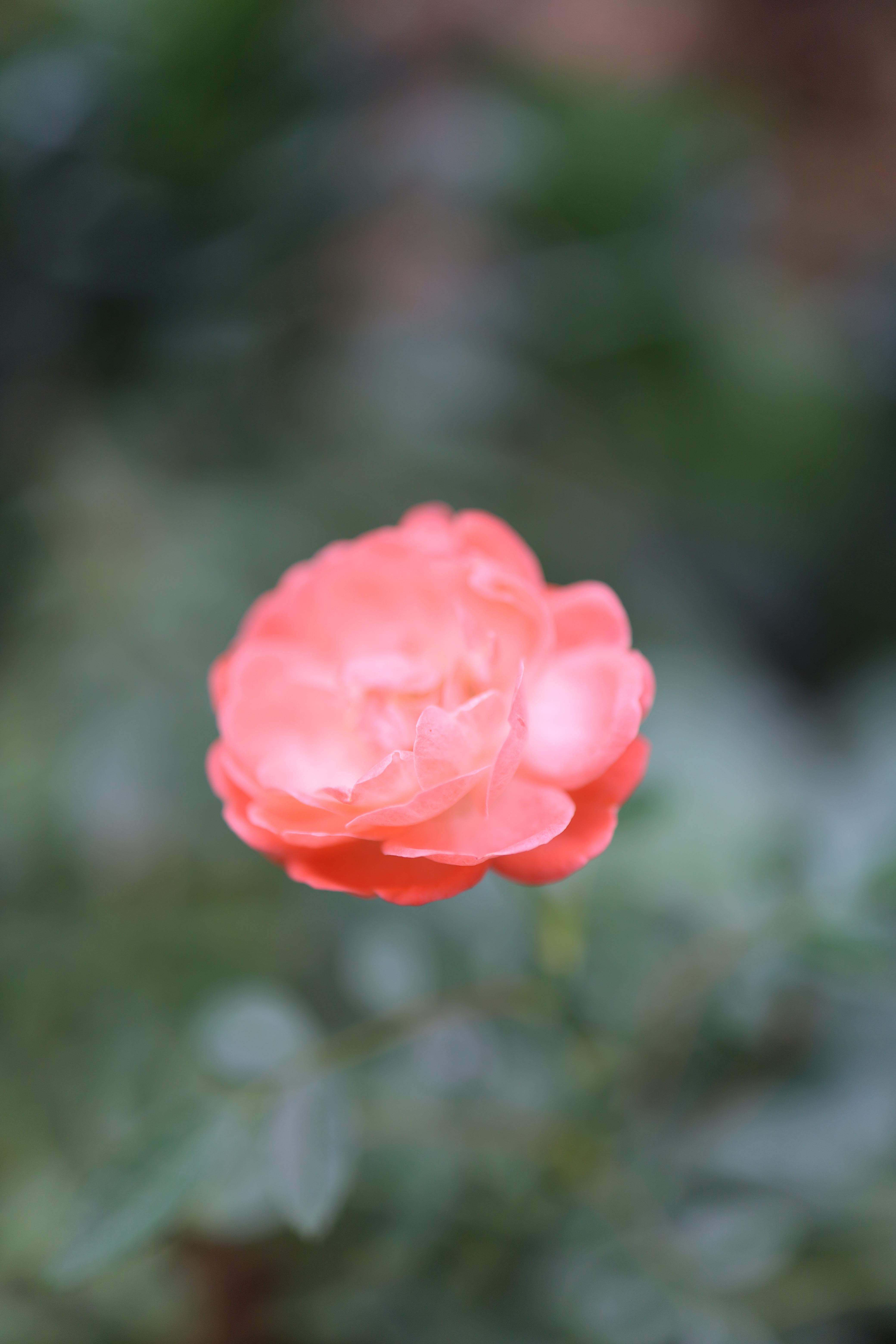 꽃과나무(Flower tree) 이미지