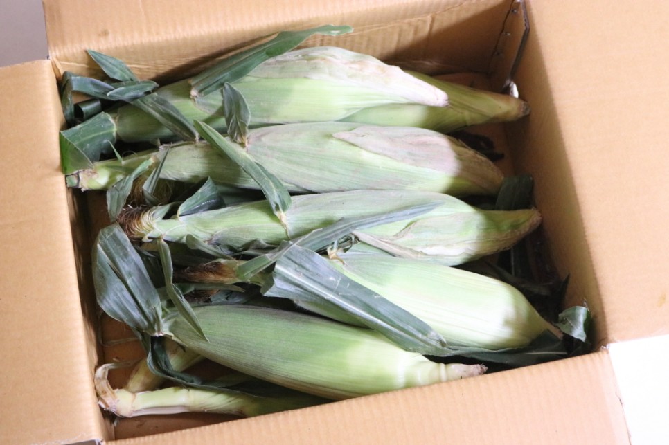 초당 옥수수 보관 냉동 냉장 2가지 방법 25