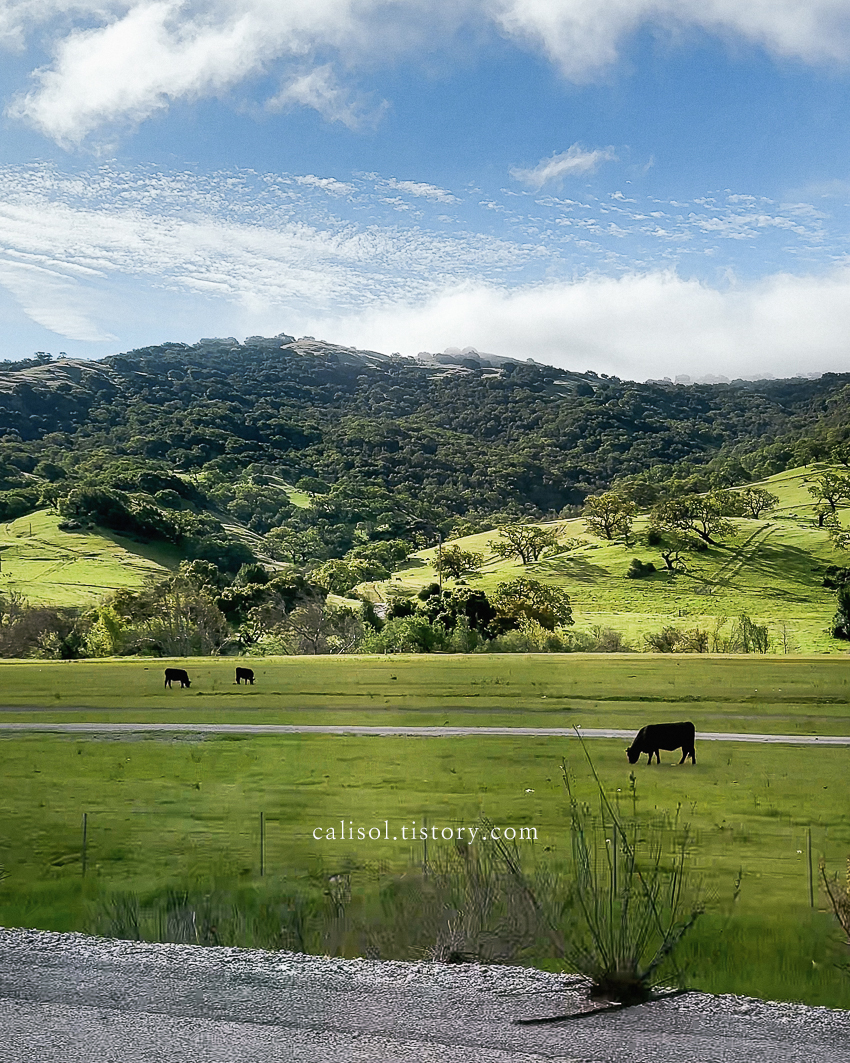 캘리포니아 엘에이 로드 트립 풍경. 검은 소