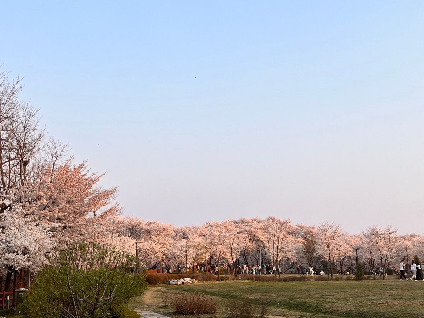 부천 도당산 벚꽃동산 정상