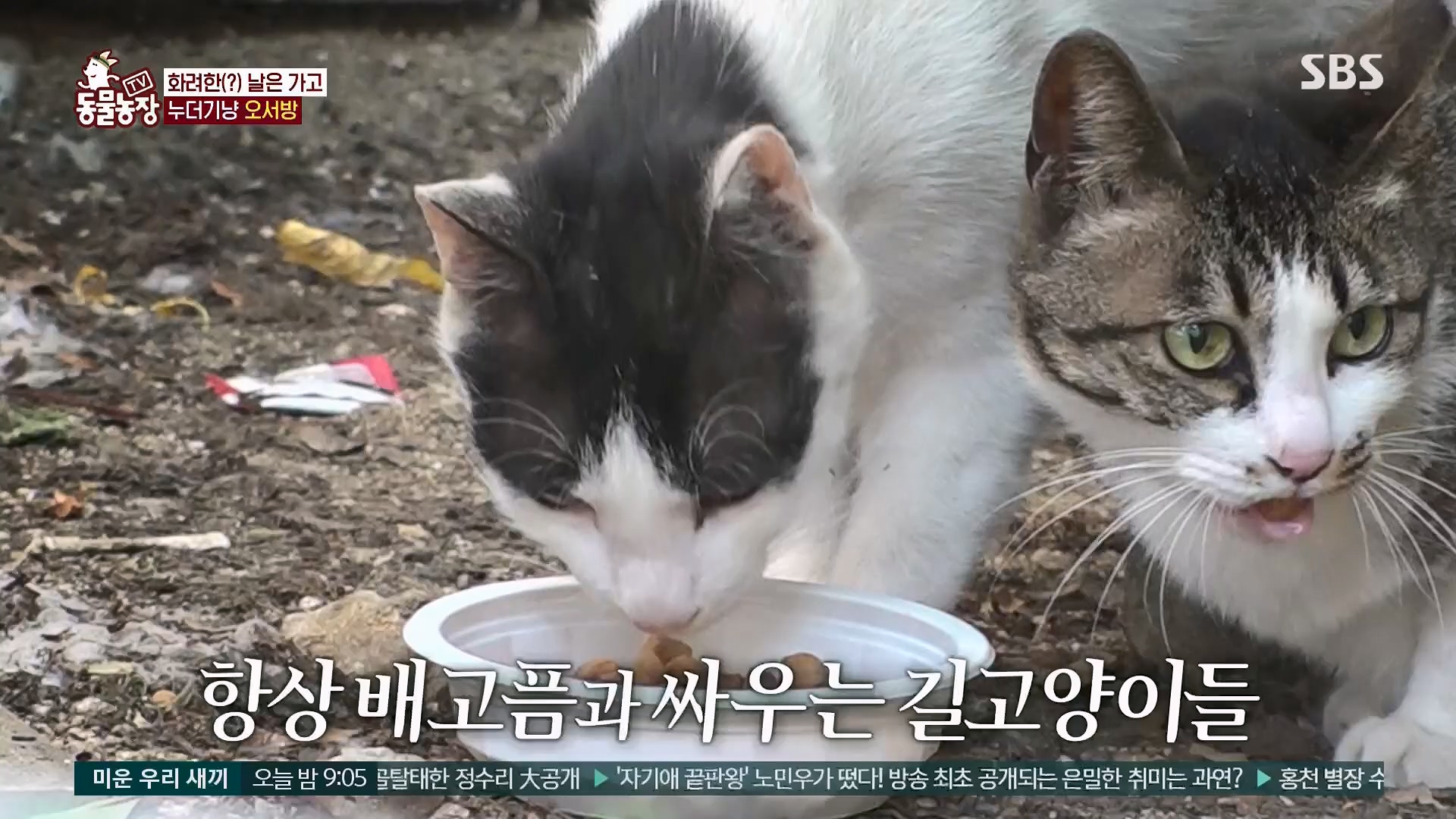 TV 동물농장.E1180.240714p.H264-F1RST.mp4_20240715_201738.227.jpg