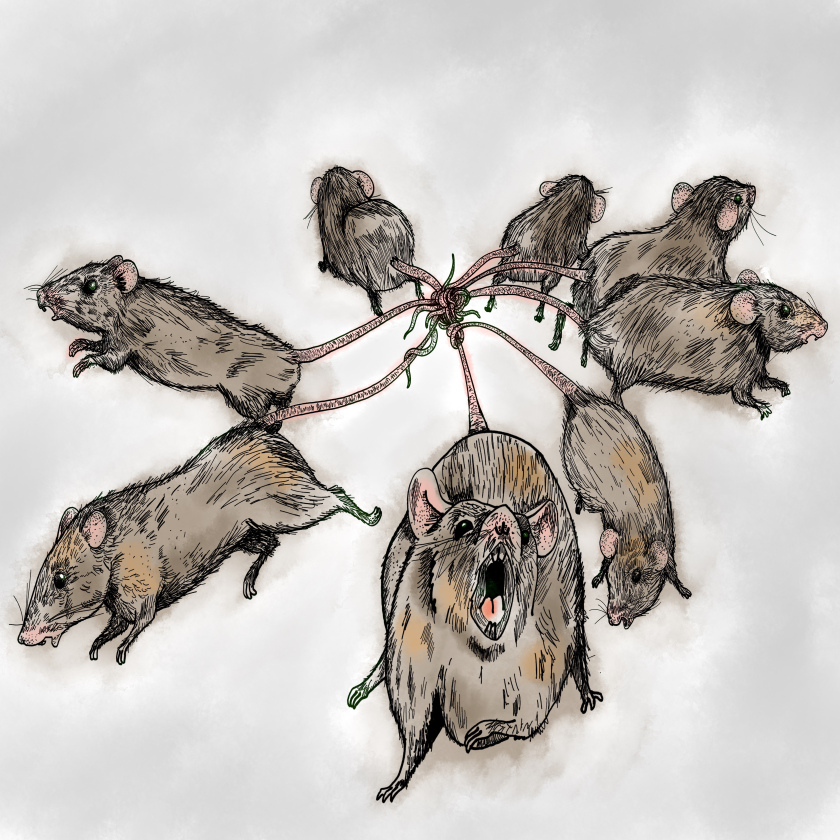  혐) 래트킹(Rat King) 현상... 쥐들의 집단 자살, 이토준지 그리고
