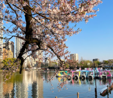 도쿄 우에노 공원의 벚꽃 기행: 봄날의 화려한 향연
