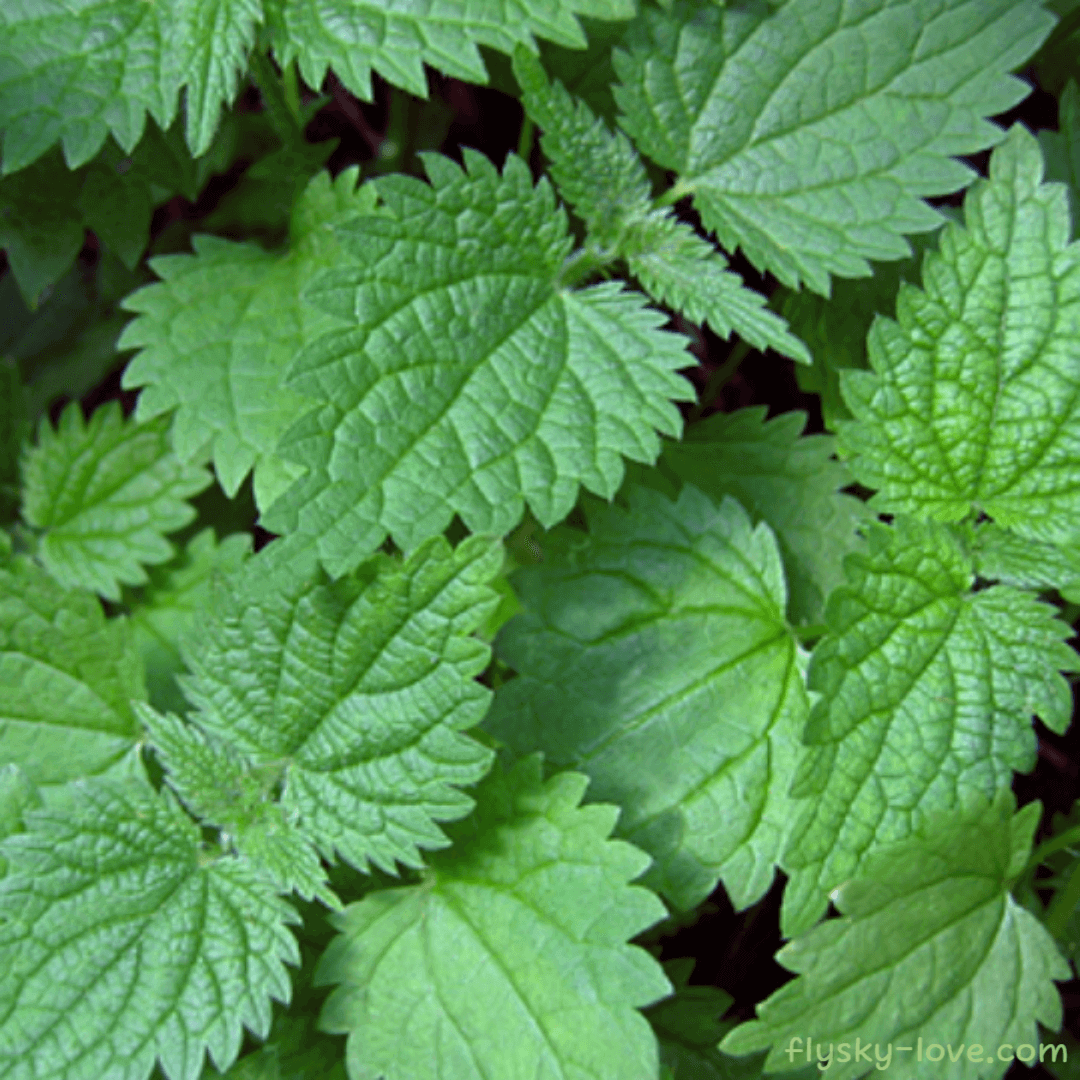 서양 쐐기풀 (Nettle)