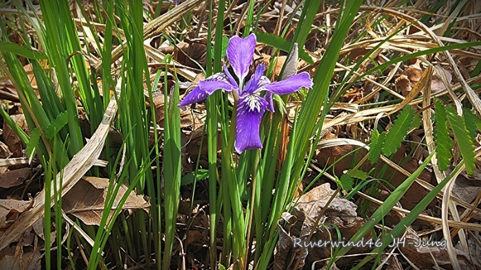 각시붓꽃 Iris rossii