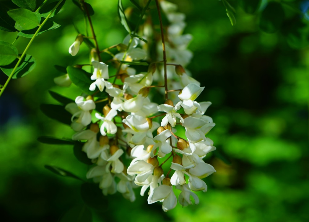 5월-5월에-피는-꽃-종류-특징-꽃말-아카시아