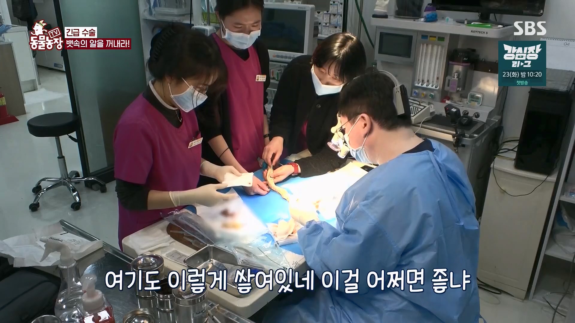 TV 동물농장.E1120.230514p.H264-F1RST.mp4_20230515_203536.054.jpg