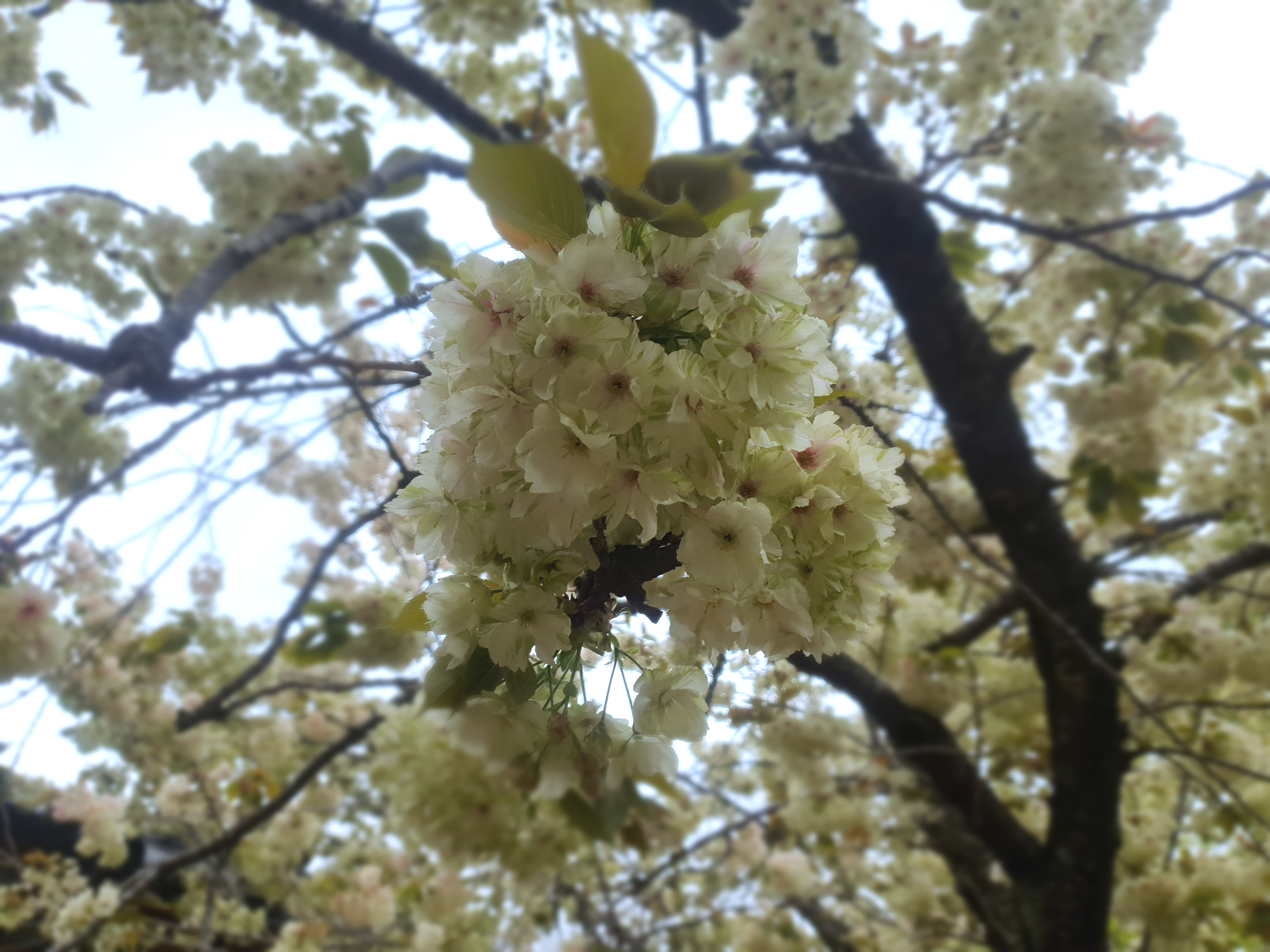 개심사 청벚꽃 겹벚꽃 왕벚꽃