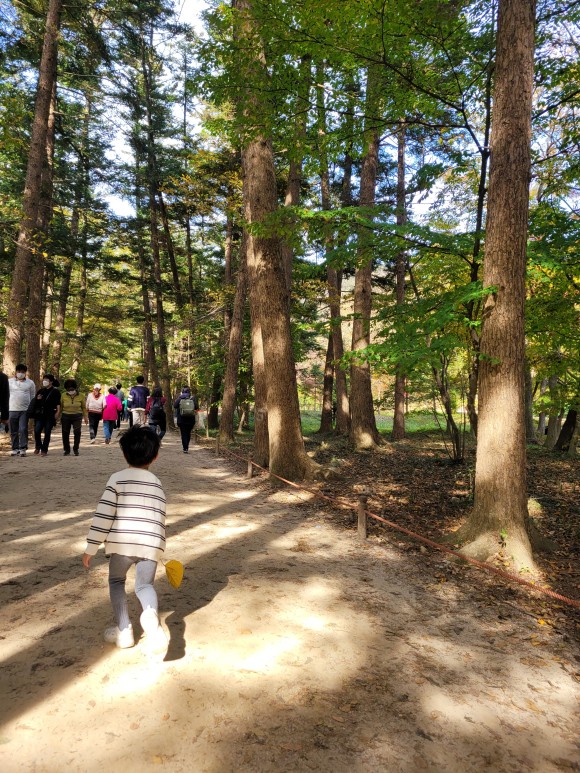 네소사 단풍 아이와 가족들이 w. 고사포 해수욕장 전북의 볼거리, 부안 64