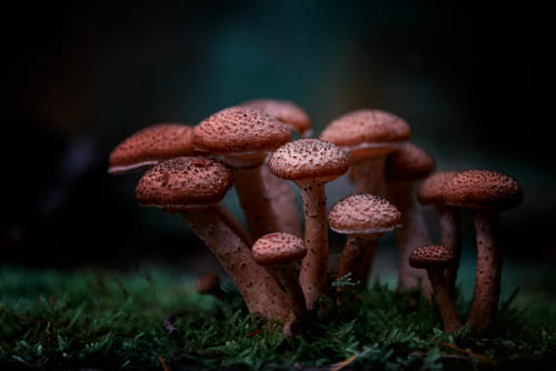 selective-closeup-shot-of-red-agaricus-mushroom-in-the-forest