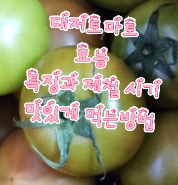 대저토마토-대저-짭짤이토마토-제철