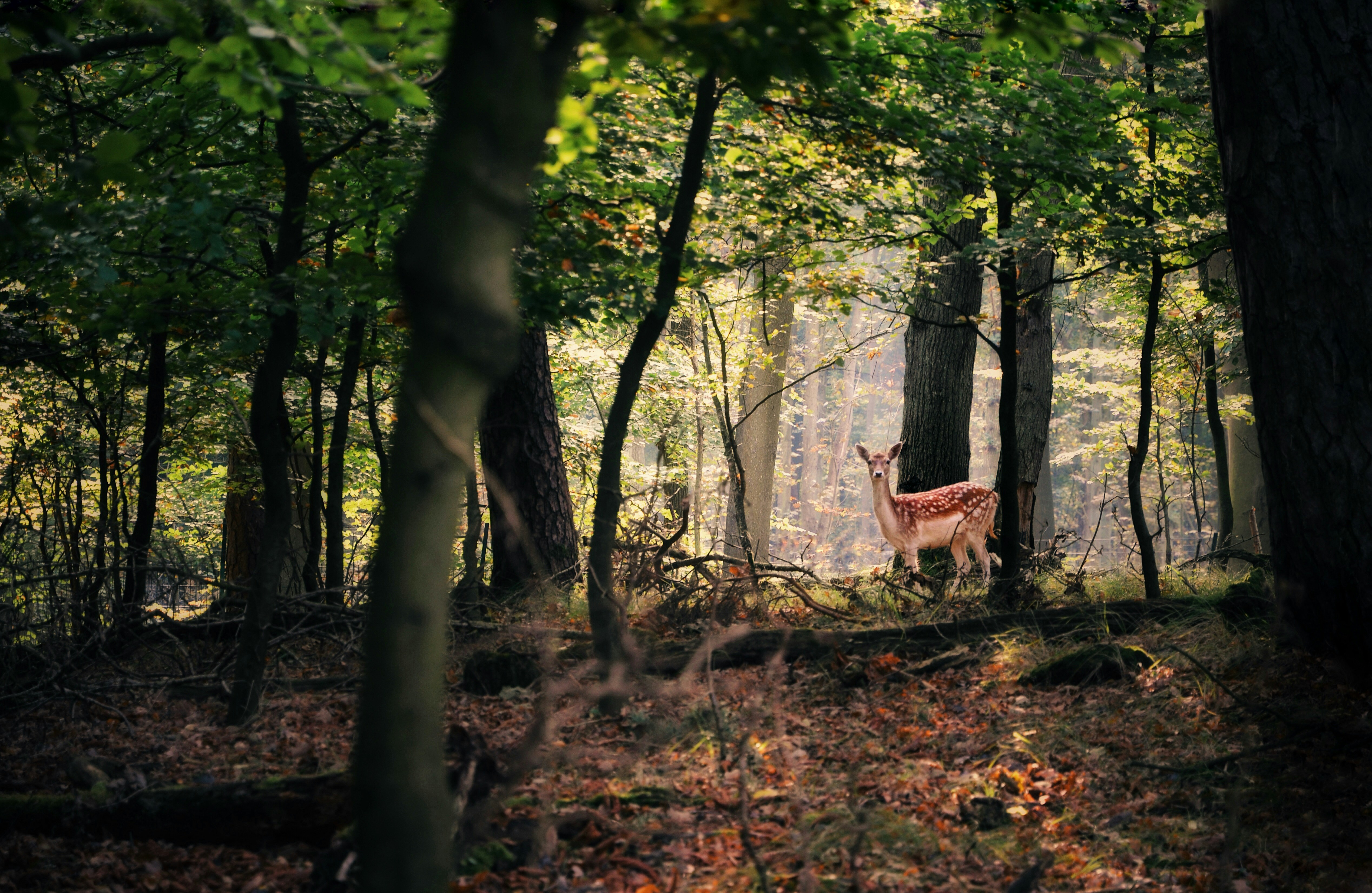 © Siska Vrijburg, Unsplash