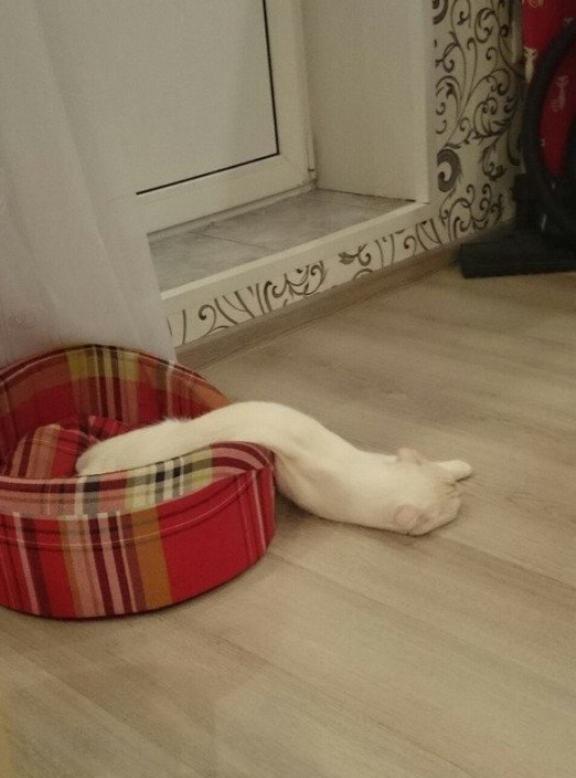  더위에 녹아버린 냥이 오리 햄찌