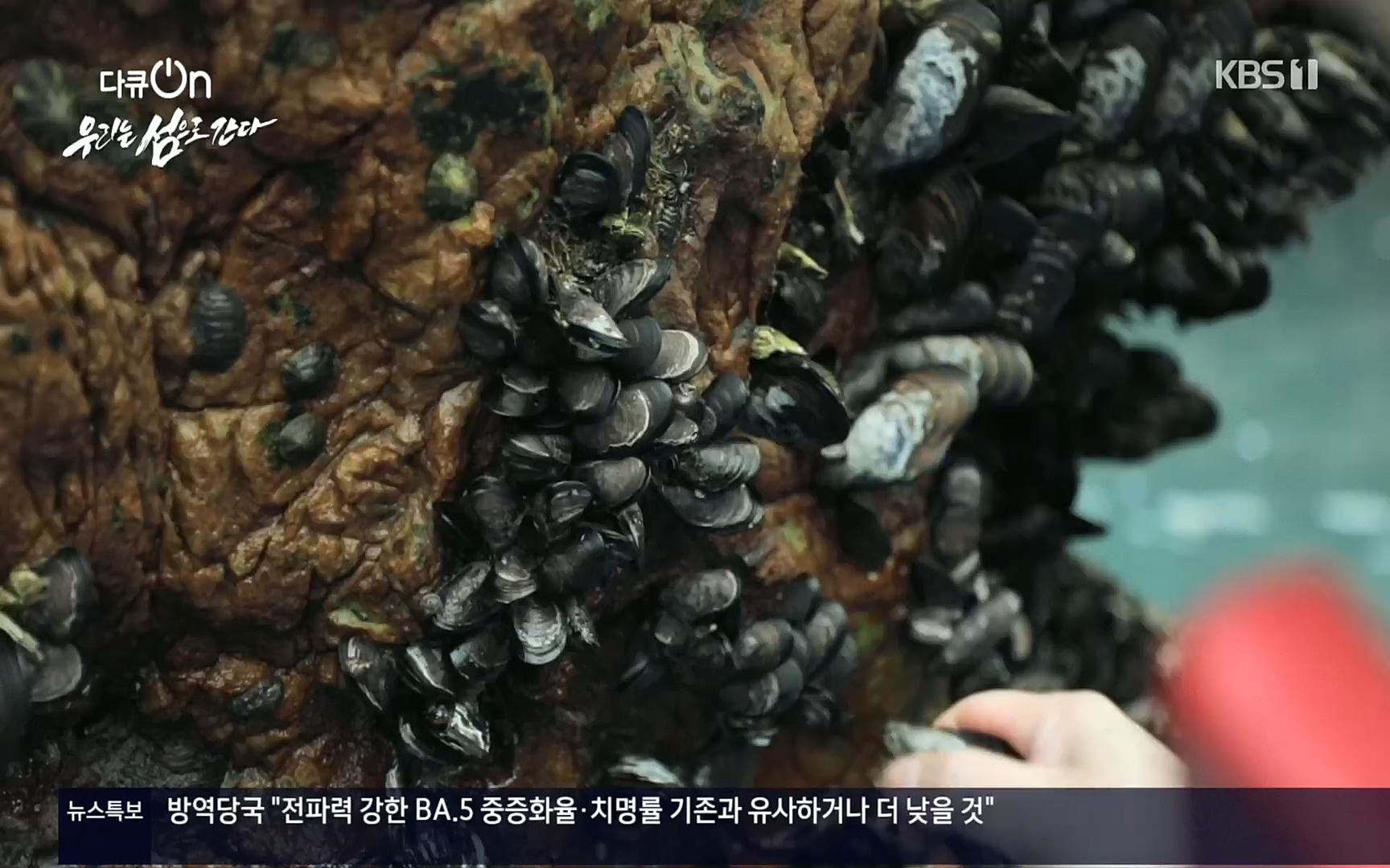 다큐 On.E152.220812p.H264-F1RST.mp4_20220814_160458.195.jpg