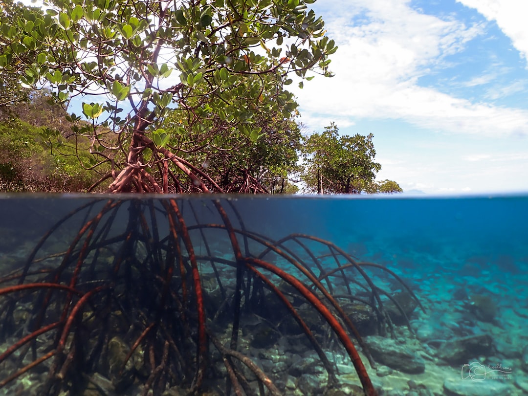 Mangroves