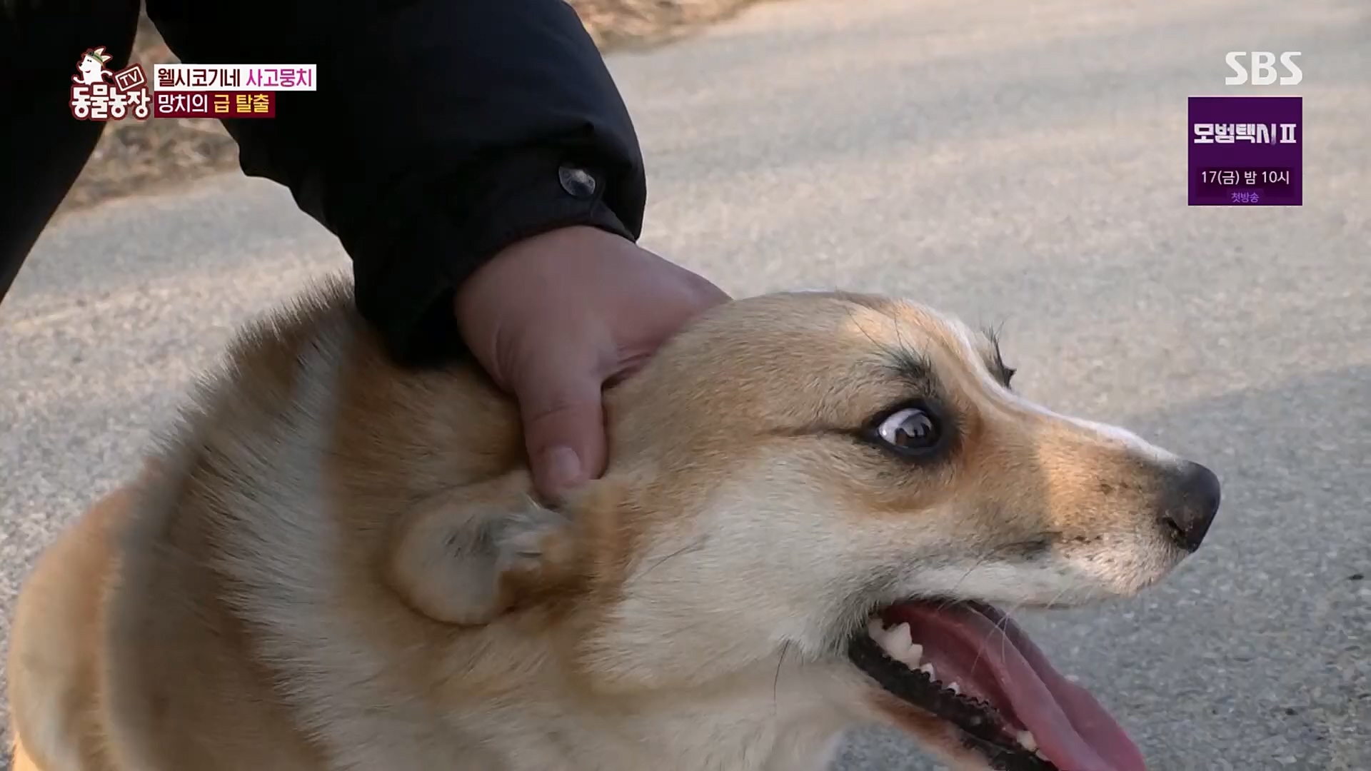 TV 동물농장.E1108.230212p.H264-F1RST.mp4_20230212_182137.773.jpg