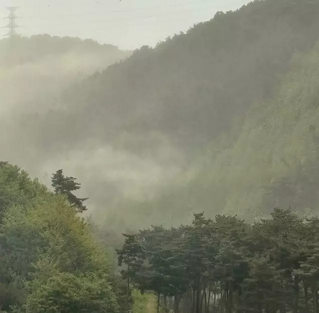 산과 들에 송화가루