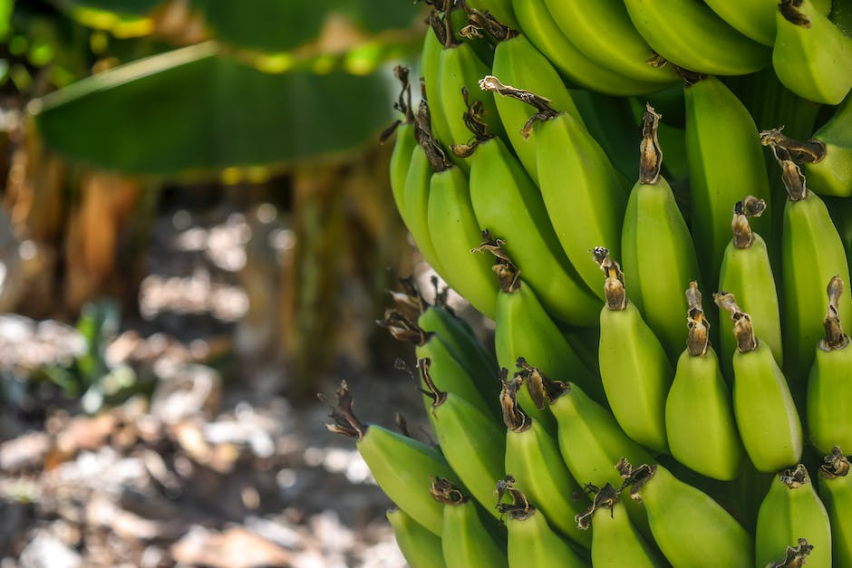 바나나의 건강을 지키는 비밀&#44; 칼로리와 효능 알아보기 caption=