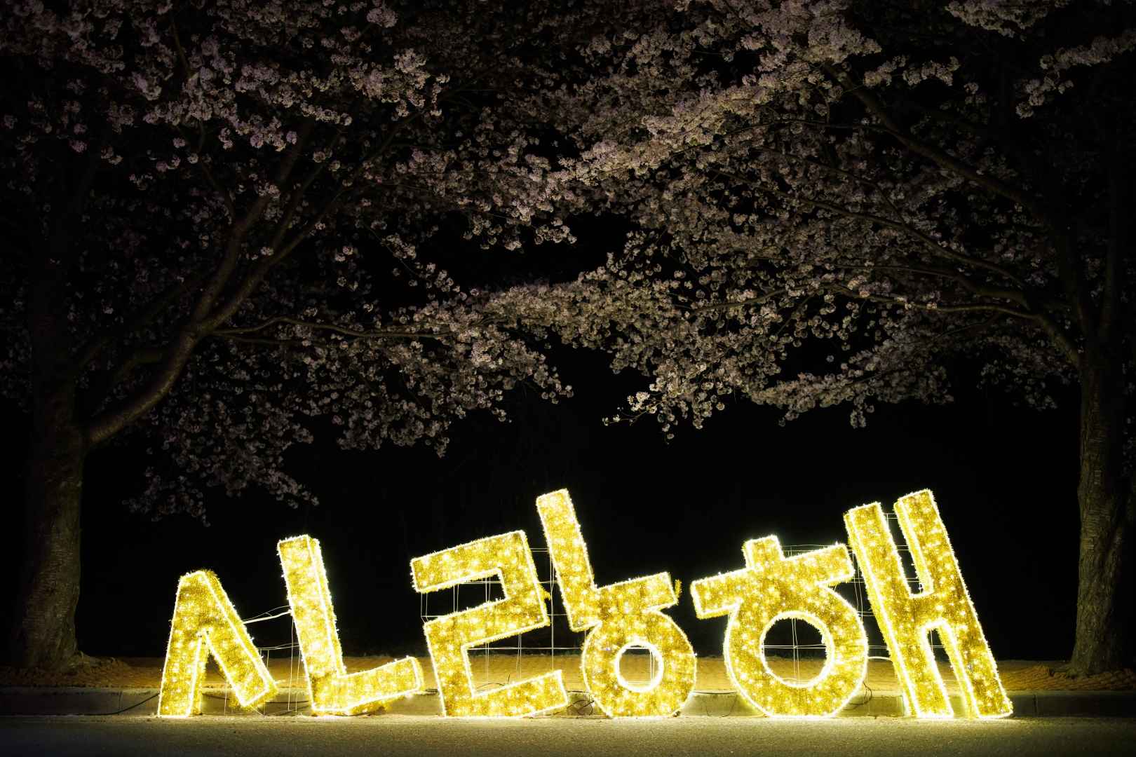 2025 고창 벚꽃축제｜벚꽃 드라이브 코스 축제 일정·개화시기·근처 맛집까지 한번에 보기