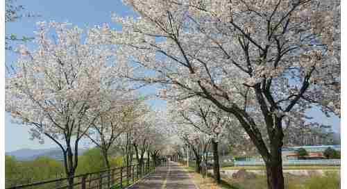 양평-갈산공원-벚꽃-사진