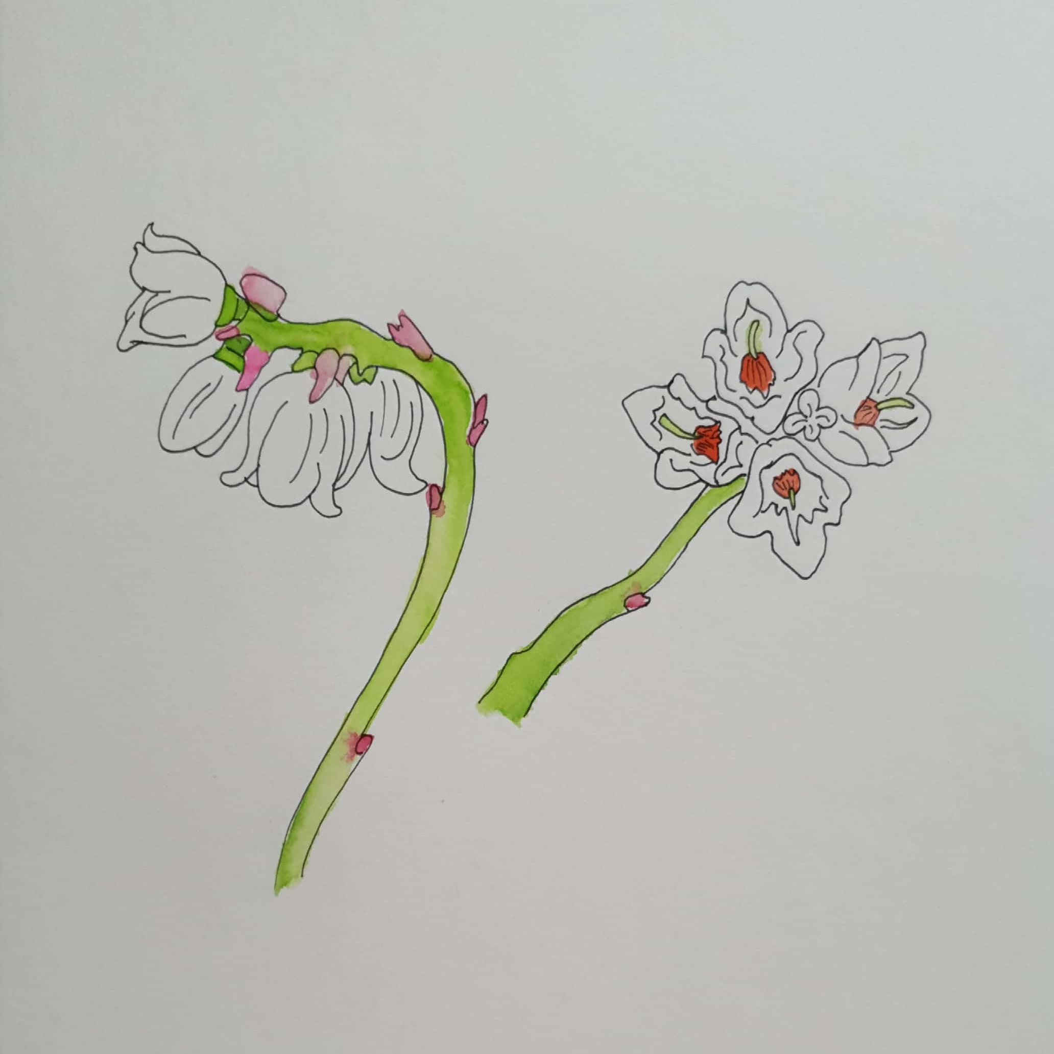  월귤 (bilberry) - 일러스트 그림 드로잉 2020