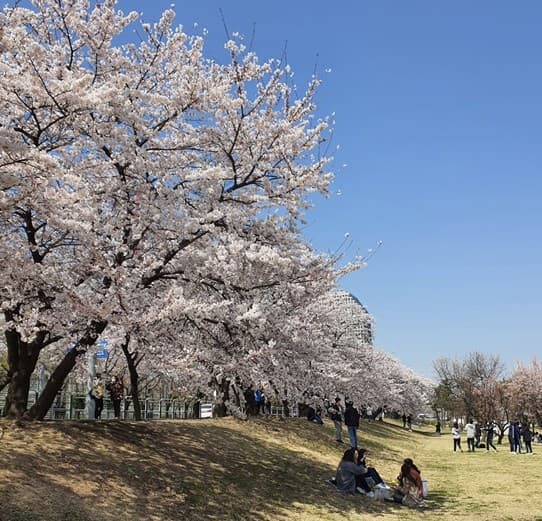 서울 벚꽃 명소인 여의도 한강공원 모습