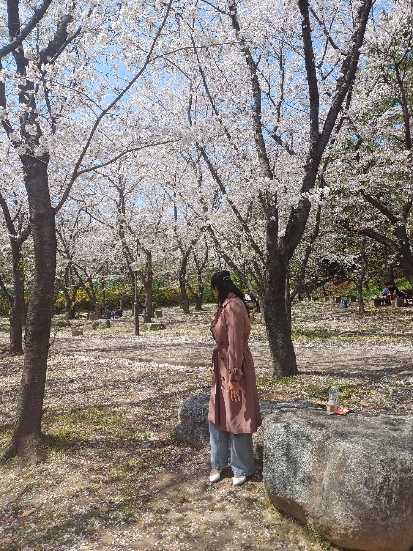 울산 사람들이 잘 모르는 벚꽃명소