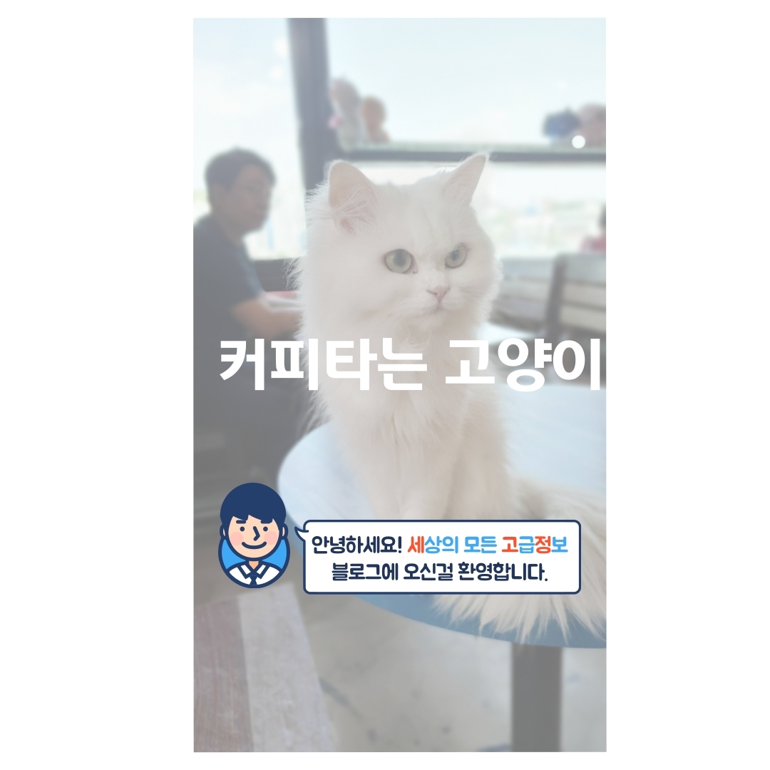  어린이 입장 가능한 고양이 카페 다녀왔어요~(미아 사거리)