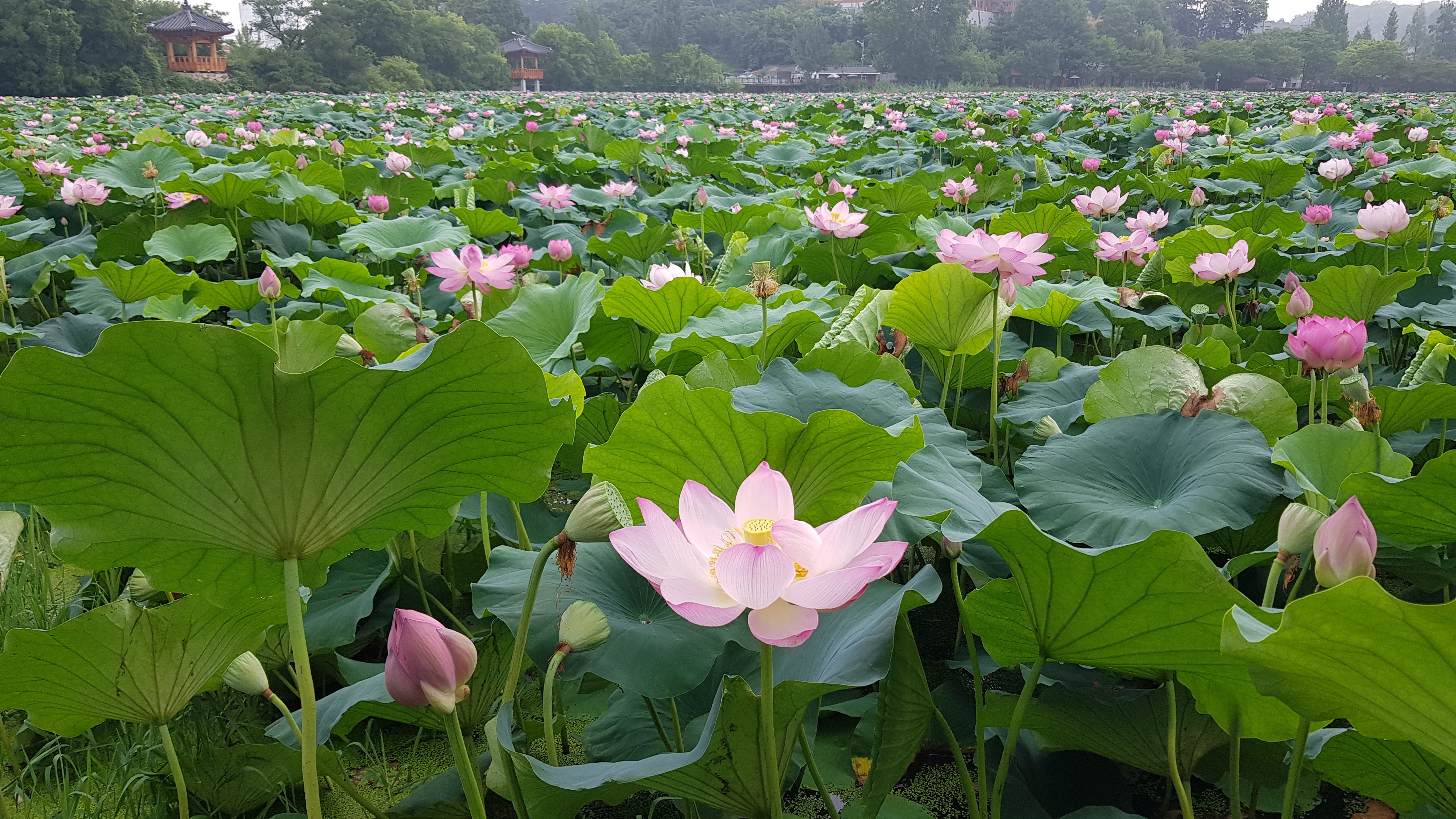 전주 덕진공원 연꽃